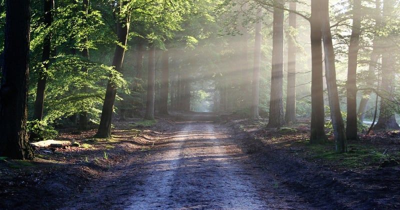 Randonnée en forêt avec bébé en poussette tout-terrain : le guide complet