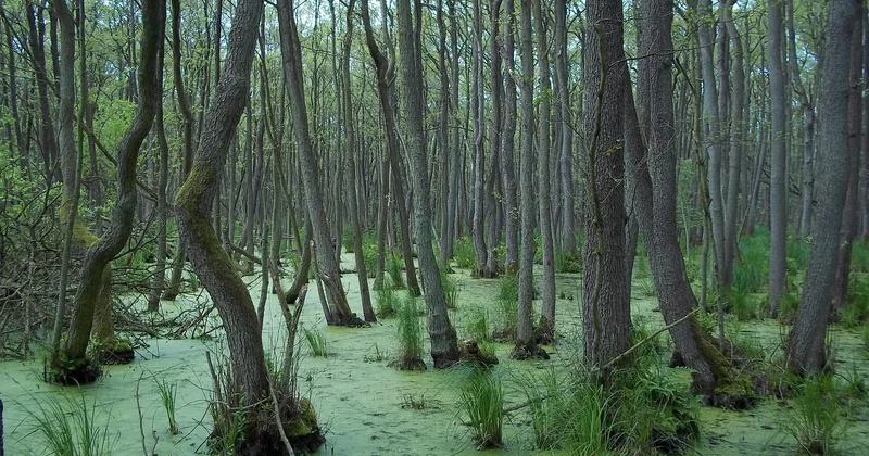 Les marais mystérieux